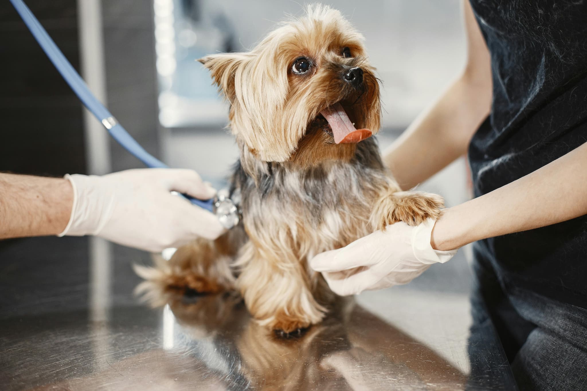 Professional handling a pet crate for shipping